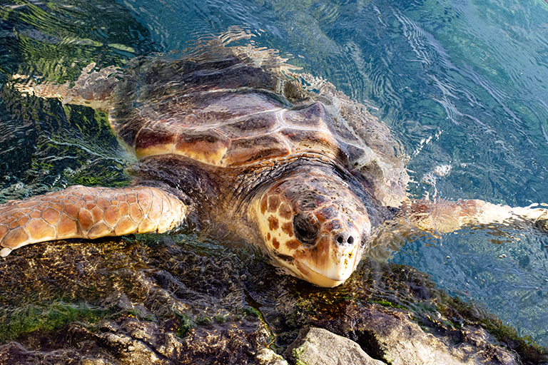 Marine turtle stock photo