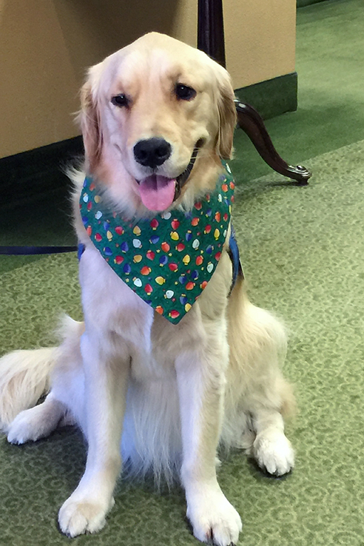 Triton the therapy dog